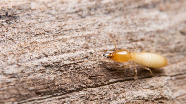 diagnostiqueur termites Bediatec